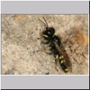 Crossocerus cf quadrimaculatus - Grabwespe m08 6-7mm.jpg